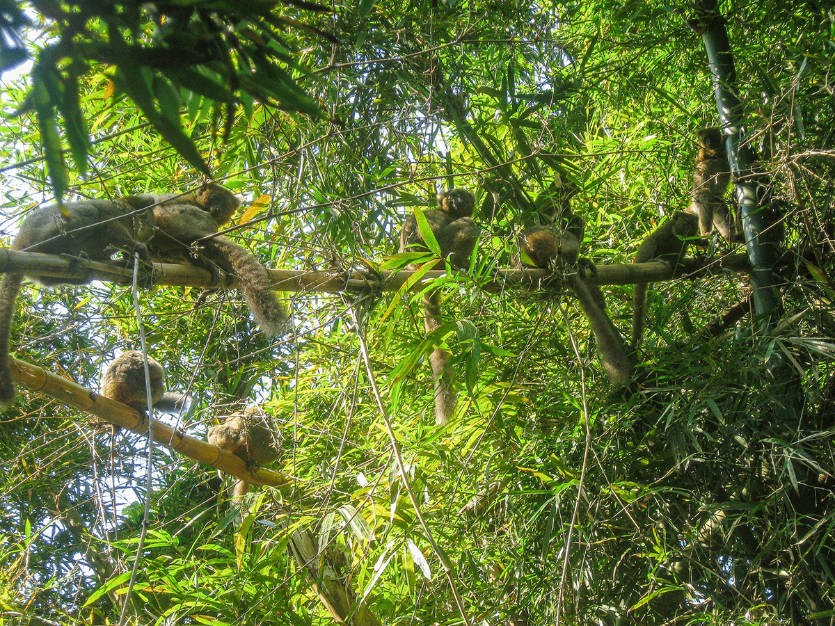 AspinallCharity's tweet photo. How many bamboo lemurs can you spot in this picture from Madagascar? ๐ค ๐
Hint: For one of them, you can only see their hands and feet! ๐
#aspinallfoundation #bamboolemurs #counthowmany #madagascar #backtothewild #rewildingprojects #protectwildlife #conservation https://t.co/pn9V6bGn3E