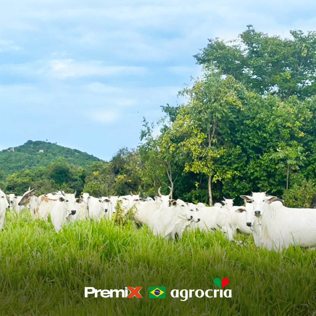 Agrocria_'s tweet photo. Pasto bem formado e nutrição com os produtos Agrocria geram esse resultado: boiada forte, robusta e saudável.
Nossos clientes da Fazenda São Bento em Redenção-PA sabem que qualidade na dieta do rebanho é sinônimo de lucratividade.
Registro do nosso consultor Fernando Meireles. https://t.co/L6euwj2l1I