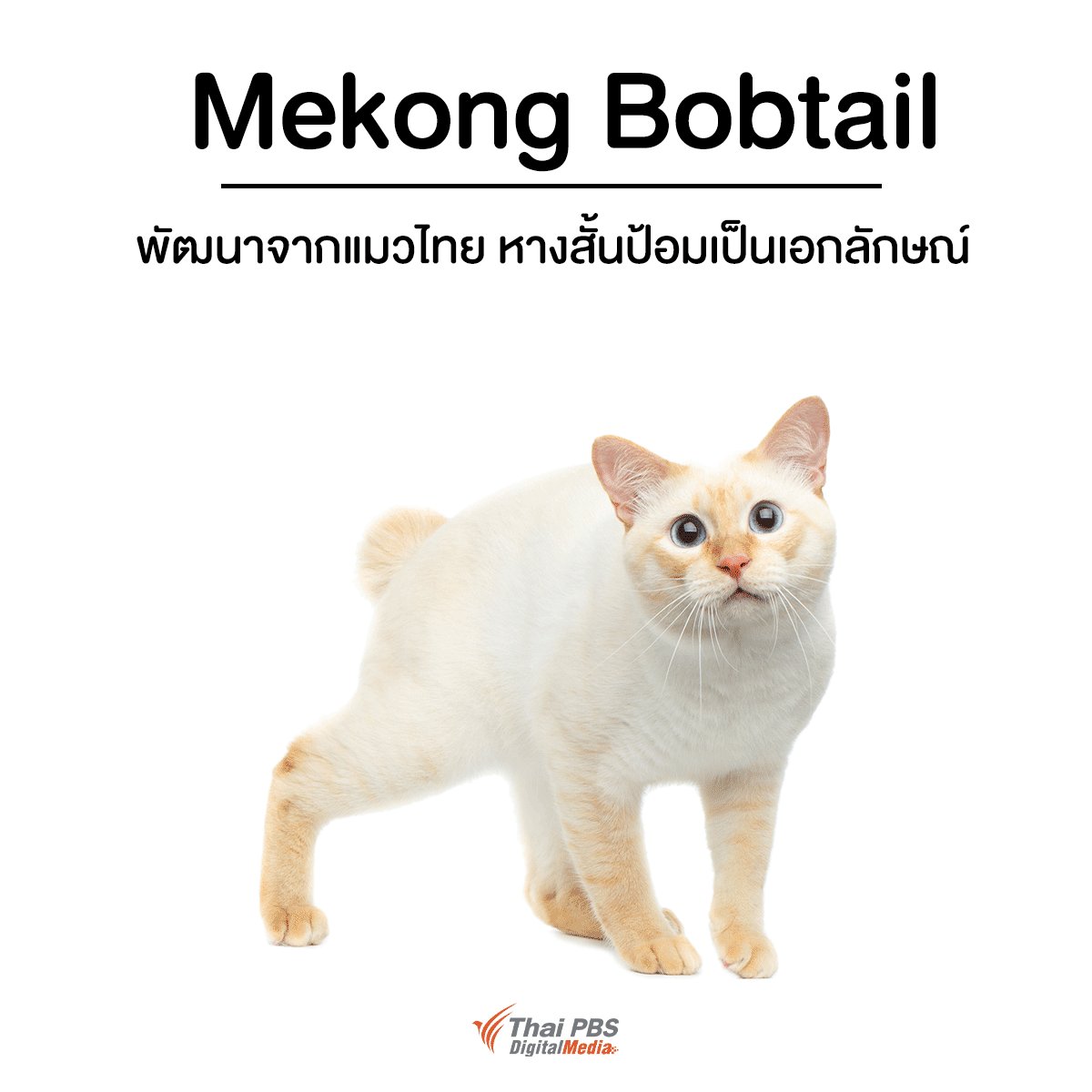 Thai PBS on Twitter: Thai Pbs On Twitter: