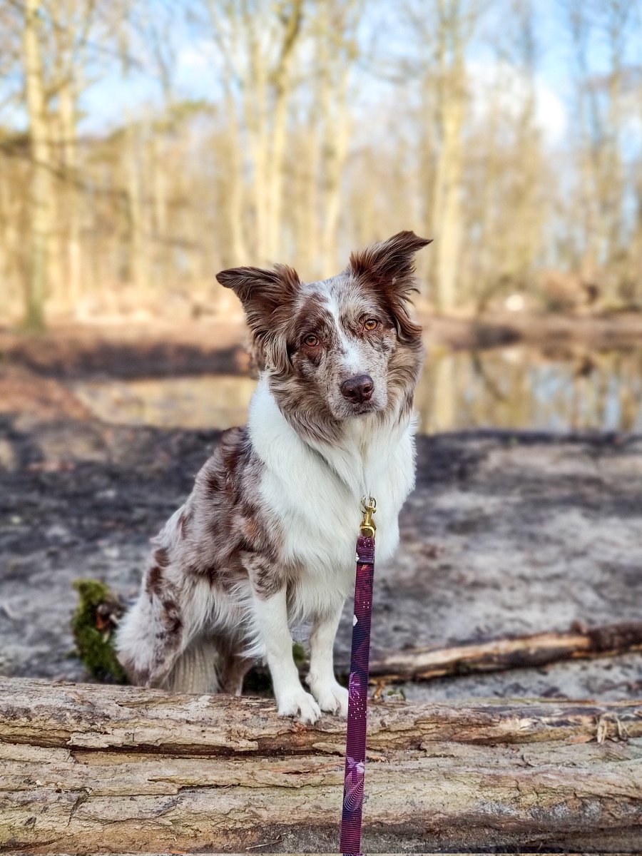 Sorry for our absence. My mom passed away last week. It's been a rough week. Here's a picture of our morning walk today ❤️.