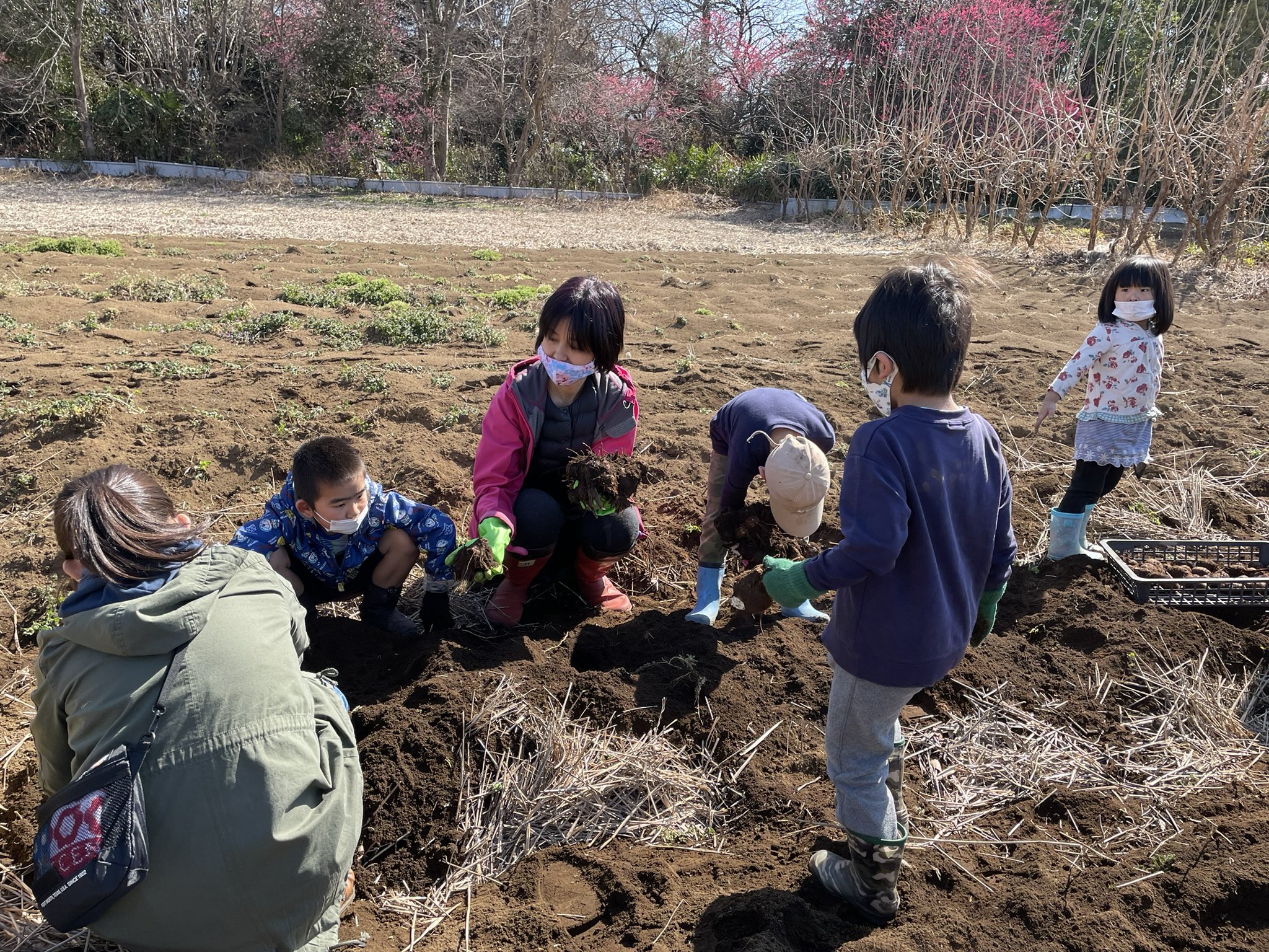 朝霞市議会議員外山まき 今日は東所沢で 子ども食堂 すずかめ さんに誘われて里芋掘りと芋煮会にいってきました 子ども たち 大きい里芋をたくさん掘ってくれました 親芋に 子ども芋 孫芋がくっついて育っていました 立派な無農薬の里芋 芋煮