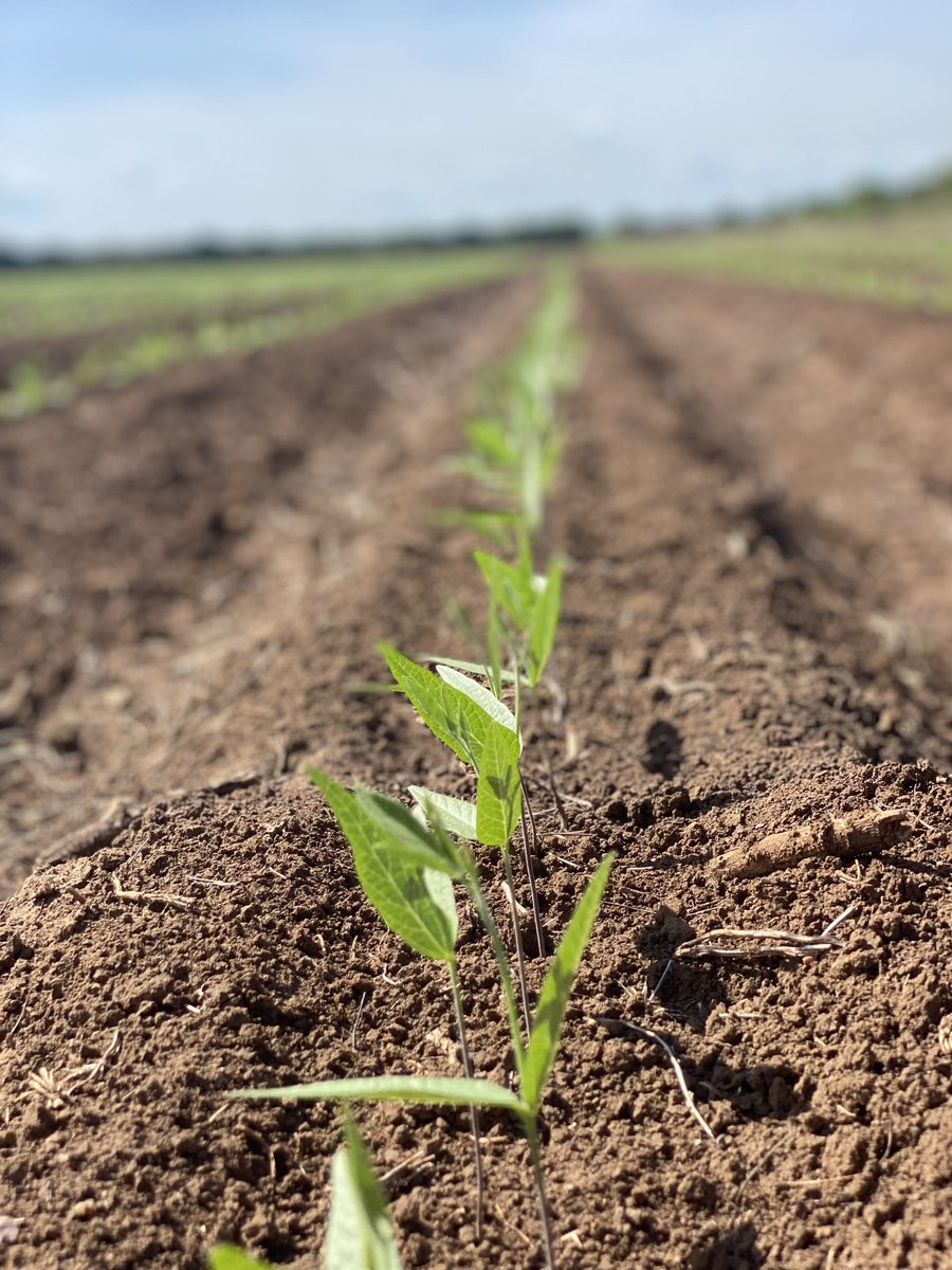 BoltenFritz's tweet photo. Well it’s happening. UK Nuffield conference. Only about 40 degrees difference in temperature. Crops are growing well with me away. Cowpea refuge for the cotton. Thanks team. https://t.co/Aj4FhwDIMj