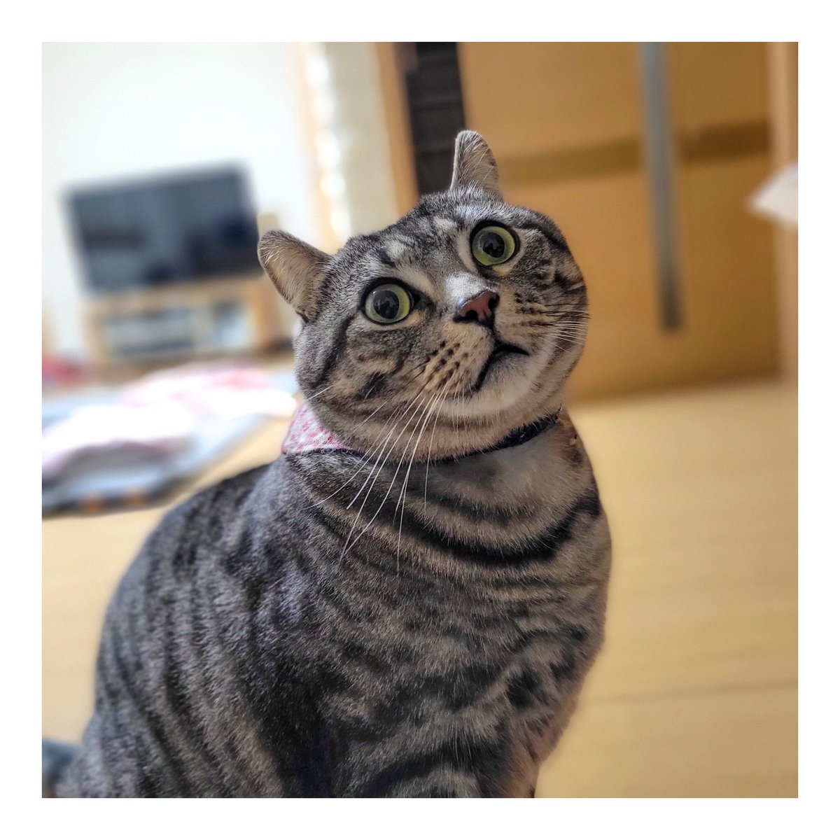 mooshaofficial's tweet photo. お口が半開き😂😂😂

#MooSha #猫 #RT #ペット #猫好き #猫のいる暮らし #猫好きさんと繋がりたい #猫写真 #cats #pets https://t.co/nlyf5ylVLK