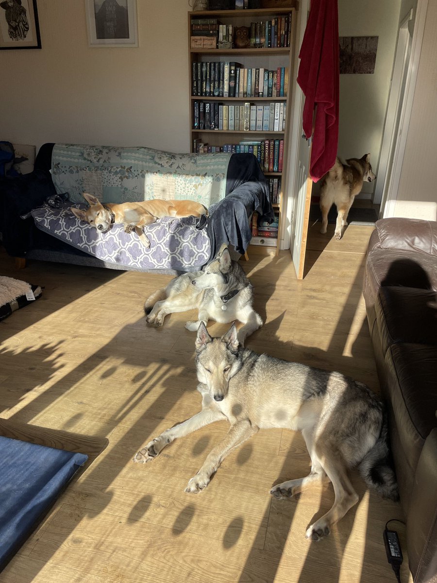 ADogADay5's tweet photo. First order of the day- worshipping the sun #HuskyNation #siberianlaika #dogs #dognation #superfloof #dogsoftwitter https://t.co/7Dxtq7ZtF9