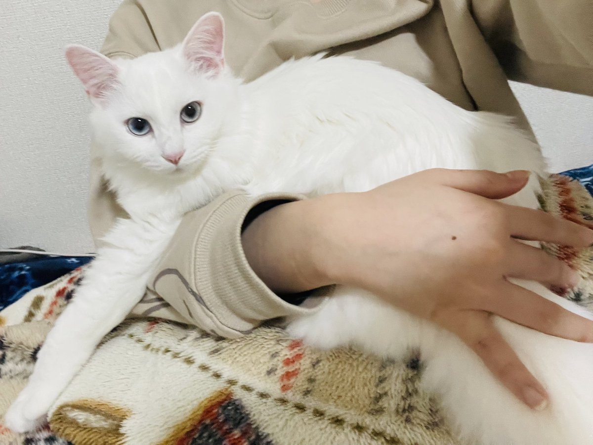 XocCl1's tweet photo. 我が家の猫ちゃん達を紹介します🐈‍⬛
○サビ柄♀4歳　ミシェル
（生後2週間くらいの時に保護しました）
○白猫♀11ヶ月　クレア
（生後3週間くらいの時に保護しました）
○ベンガル♀4歳　メル
○キジトラ♀12歳くらい
（1歳くらいの時に保護しました）
こんな感じで賑やかに猫中心の生活をしてます✨ https://t.co/V7I8DJbCnK