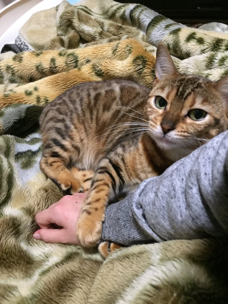 XocCl1's tweet photo. 我が家の猫ちゃん達を紹介します🐈‍⬛
○サビ柄♀4歳　ミシェル
（生後2週間くらいの時に保護しました）
○白猫♀11ヶ月　クレア
（生後3週間くらいの時に保護しました）
○ベンガル♀4歳　メル
○キジトラ♀12歳くらい
（1歳くらいの時に保護しました）
こんな感じで賑やかに猫中心の生活をしてます✨ https://t.co/V7I8DJbCnK