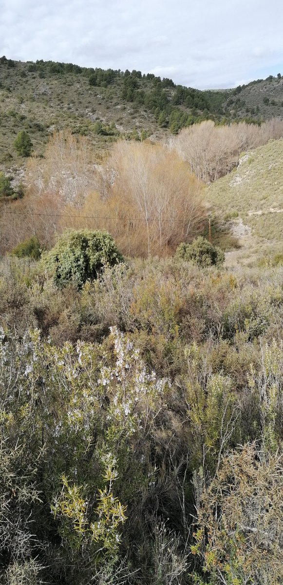 capdevila_jesu's tweet photo. 3 #golondrinacomún sobrevuelan cerca de #Trasobares , Zaragoza, son las primeras que veo este año en la depresión del Ebro, las condiciones no son óptimas para seguir hacia el norte, amaneció nublado y con 2-3° en el hermoso #ValledelIsuela #Rednaturaldearagon https://t.co/MucCQEU04i