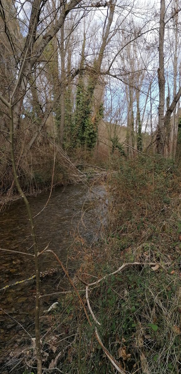 capdevila_jesu's tweet photo. 3 #golondrinacomún sobrevuelan cerca de #Trasobares , Zaragoza, son las primeras que veo este año en la depresión del Ebro, las condiciones no son óptimas para seguir hacia el norte, amaneció nublado y con 2-3° en el hermoso #ValledelIsuela #Rednaturaldearagon https://t.co/MucCQEU04i
