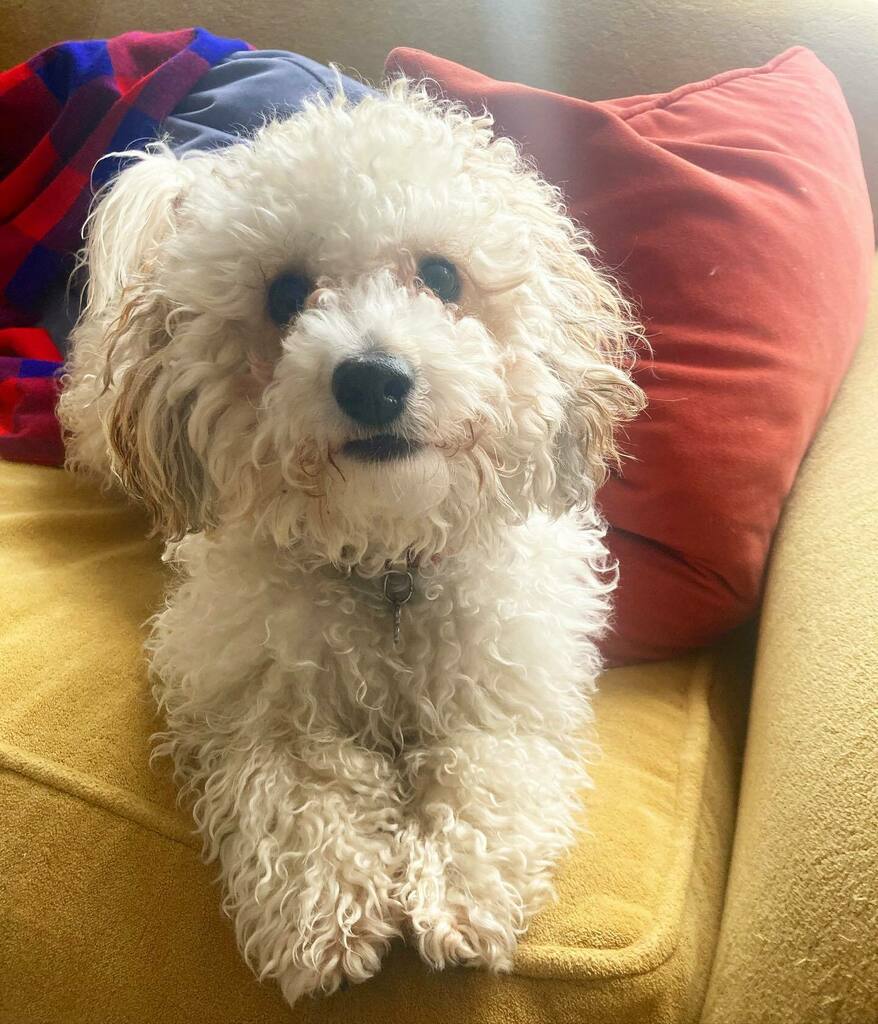 lucypapoosky's tweet photo. How does @cosmo_brown_the_pup keep getting cuter. Scientists are baffled. 

#dogsofinstagram #poochonsofinstagram #poochon #poochonpuppy #puppiesofinstagram #cosmobrown #bichoodle #bichoodlesofinstagram #bichoodlepuppy https://t.co/LPZ258Jczv https://t.co/5XTIEMWoeN
