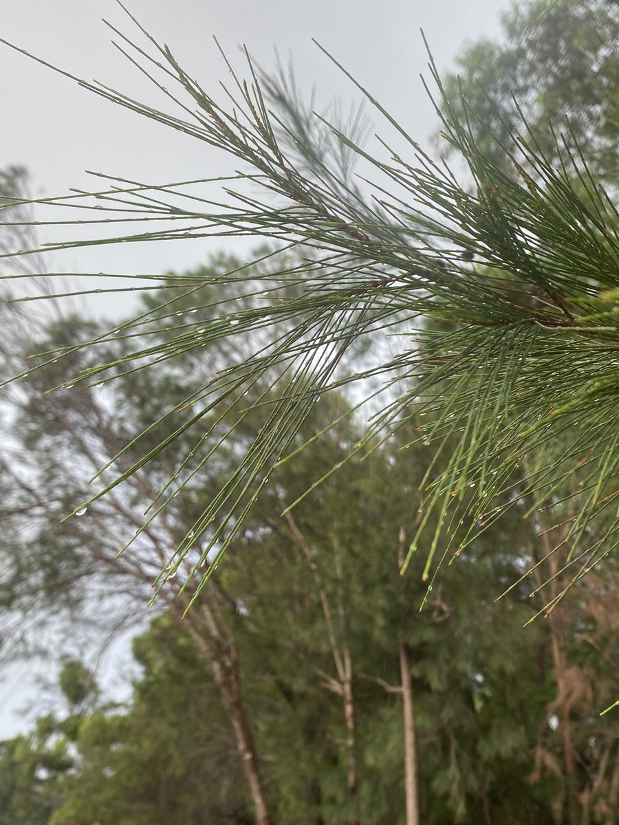 The urgent and important question these days: when will this rain stop? It’s been a fortnight of rain in Sydney. Day 65 #100daysofwalking