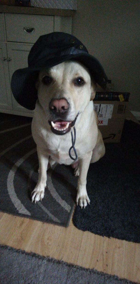 nadine0501_nft's tweet photo. @Cool_Dogs_ Web 2.0 vs Web 3.0 
#DogsDay

Ha! I even found one with a hat! 😄 https://t.co/KWhq6DTgpt