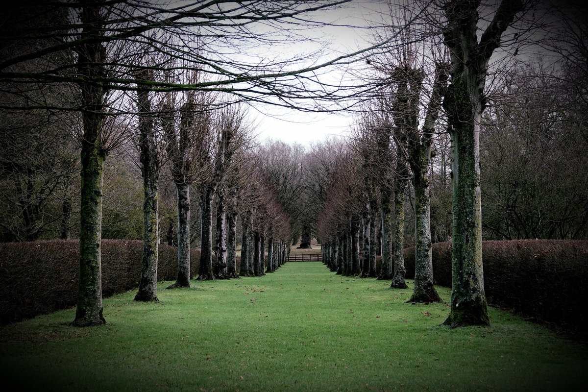 AdeysAlthorp's tweet photo. This pollarded lime avenue @AlthorpHouse leads up to the oldest oak tree in the park. This matriarchal oak was at least 100 years of age when the Spencer family purchased the parkland from the Catesby family in 1508.
Conservation@althorp.com #ancientoak #oaks #catesby #limetrees https://t.co/ehFApyihQd
