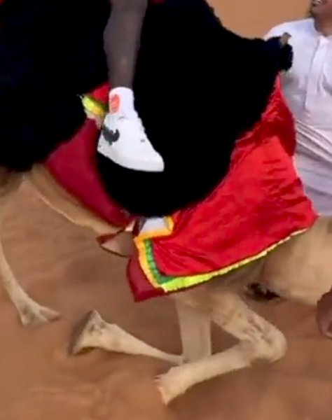 Prod_og007's tweet photo. @Abdiysl20 Bro brought the Camel to his knees https://t.co/tTu4YmqAdb