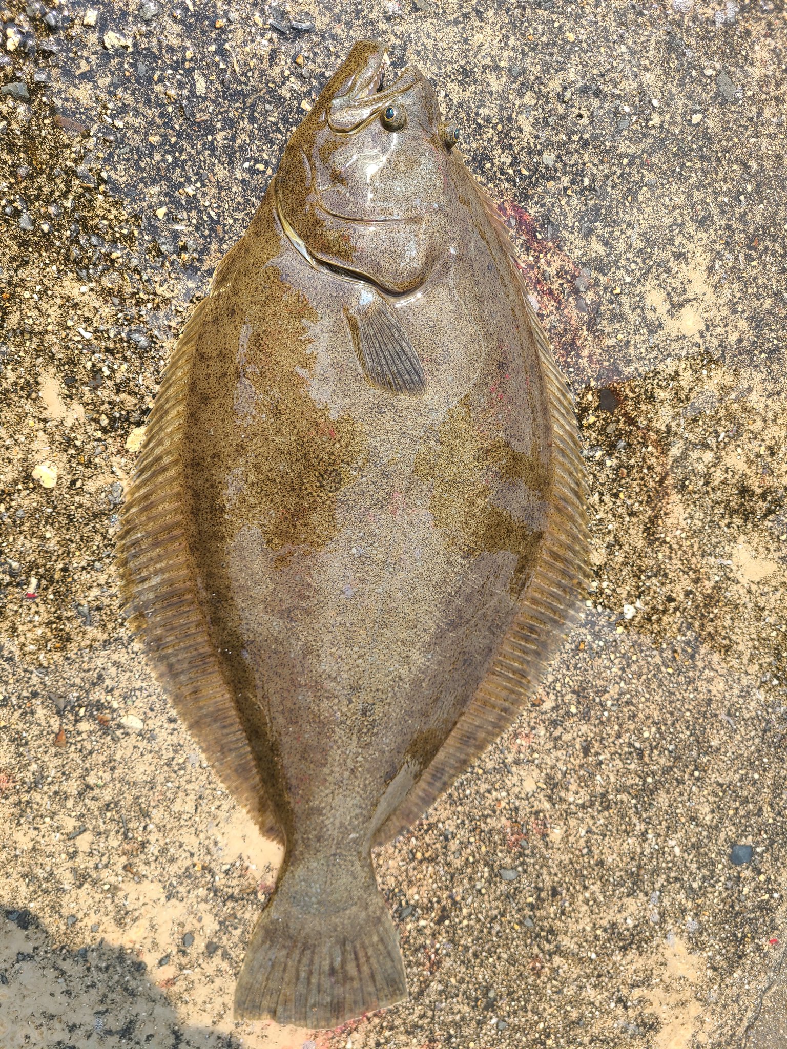 Arex 今日はヒラメが釣れた メバルは貰い物w エンガワ大きくてマイウーでした T Co Wuilsayg26 Twitter Arex 今日はヒラメが釣れた メバルは貰い物w エンガワ大きくてマイウーでした T Co Wuilsayg26 Twitter