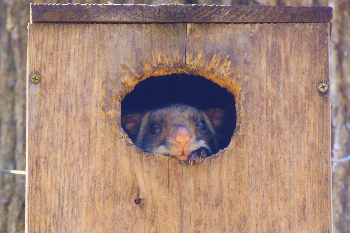 8kumoran's tweet photo. 真正面
#flyingsquirrel #giantflyingsquirrel #ムササビ #ホオジロムササビ https://t.co/0ShYS6mTYW
