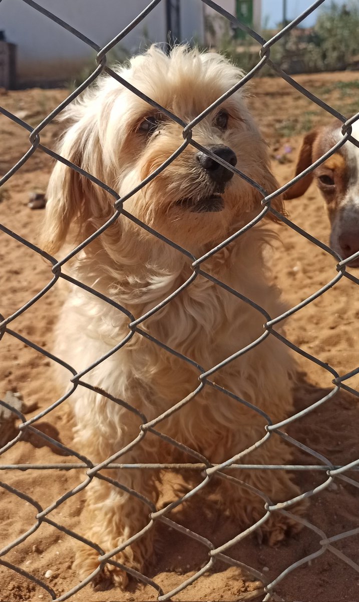 b_b_imene's tweet photo. In my journey last week
I ran into this cute dog that made my day that time ✨

He has such a smiley face 😄

#animals #dogs https://t.co/p1HoFIxw4i