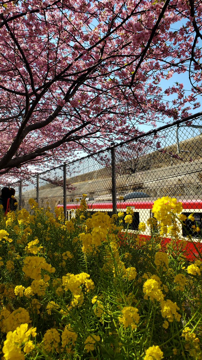 LLagniappes's tweet photo. Sakura season is here!! #Japan #sakura https://t.co/GicAF0y2u3