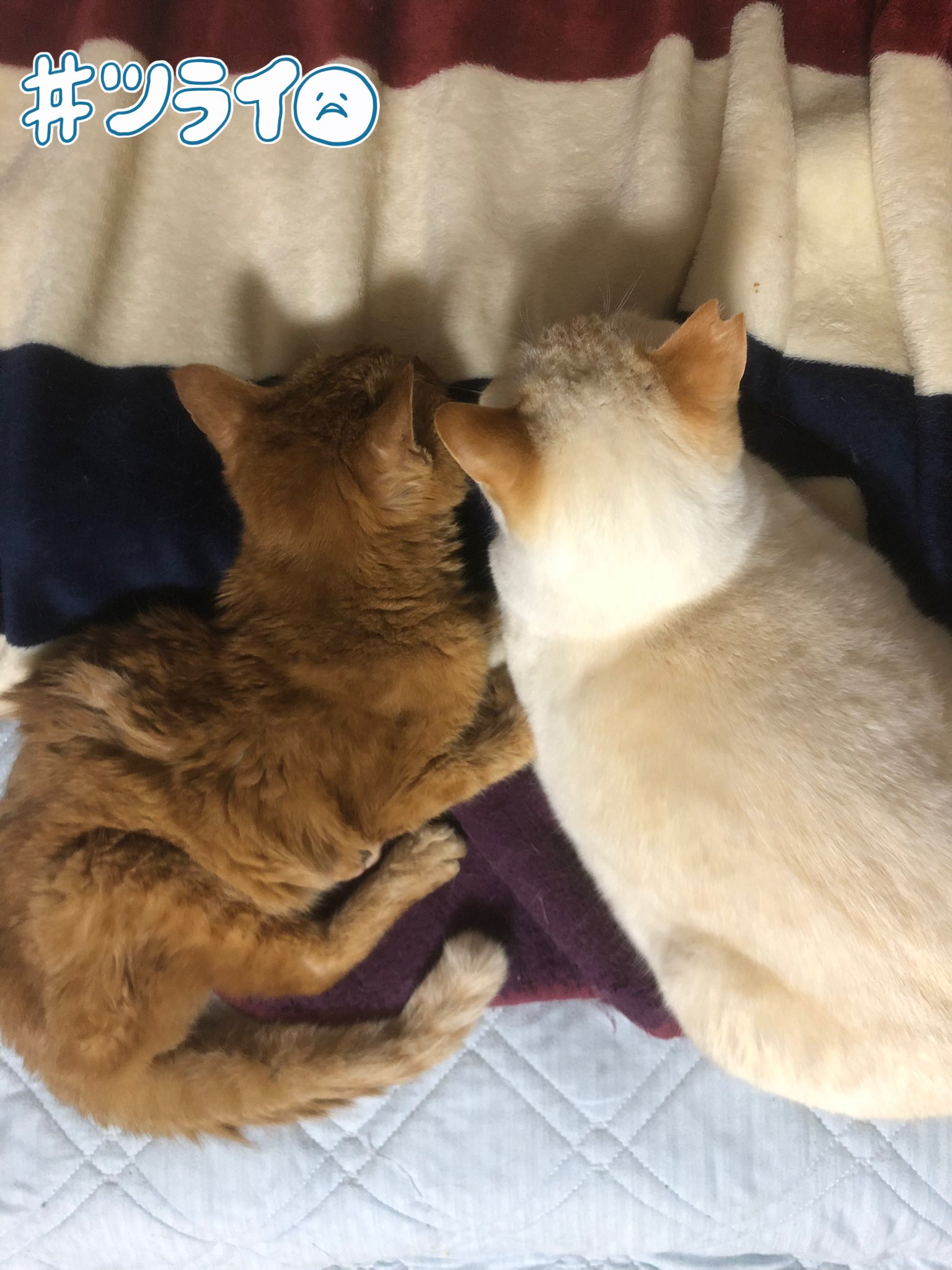 猫エイズ Twitter Search Twitter