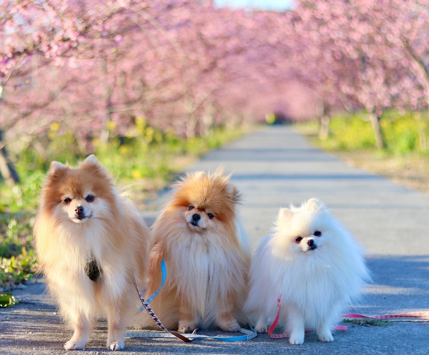 3匹のポメラニアン Na Twitteru 桜並木と 娘17歳の誕生日 おめでとう ポメラニアン ファインダー越しの私の世界 キリトリセカイ T Co Uxuyr5pnmz Twitter