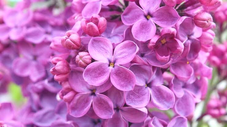 #Flowers