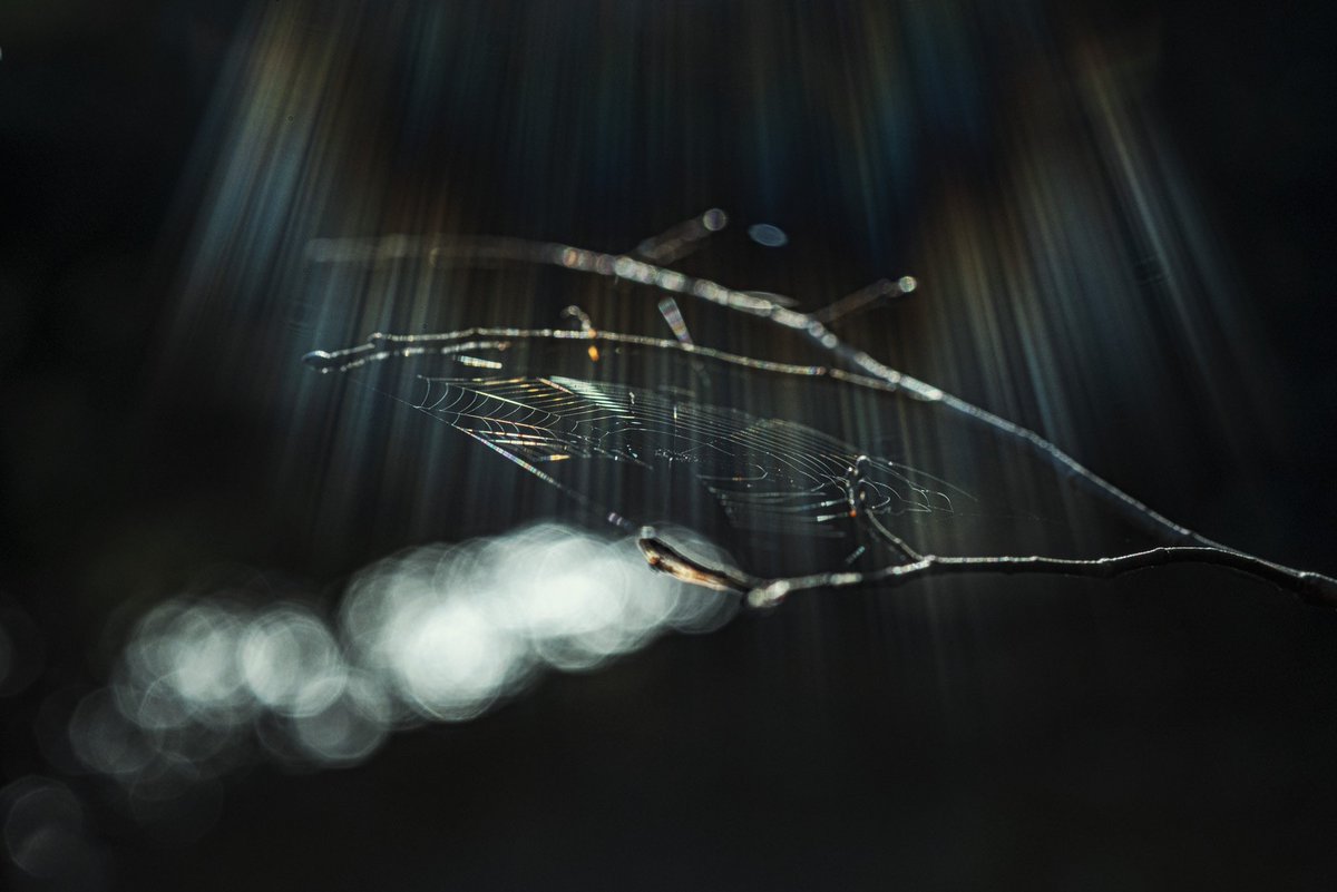 McMee's tweet photo. @the3rdtone Spiders Web in the sun flare. https://t.co/8AJikPh0yD