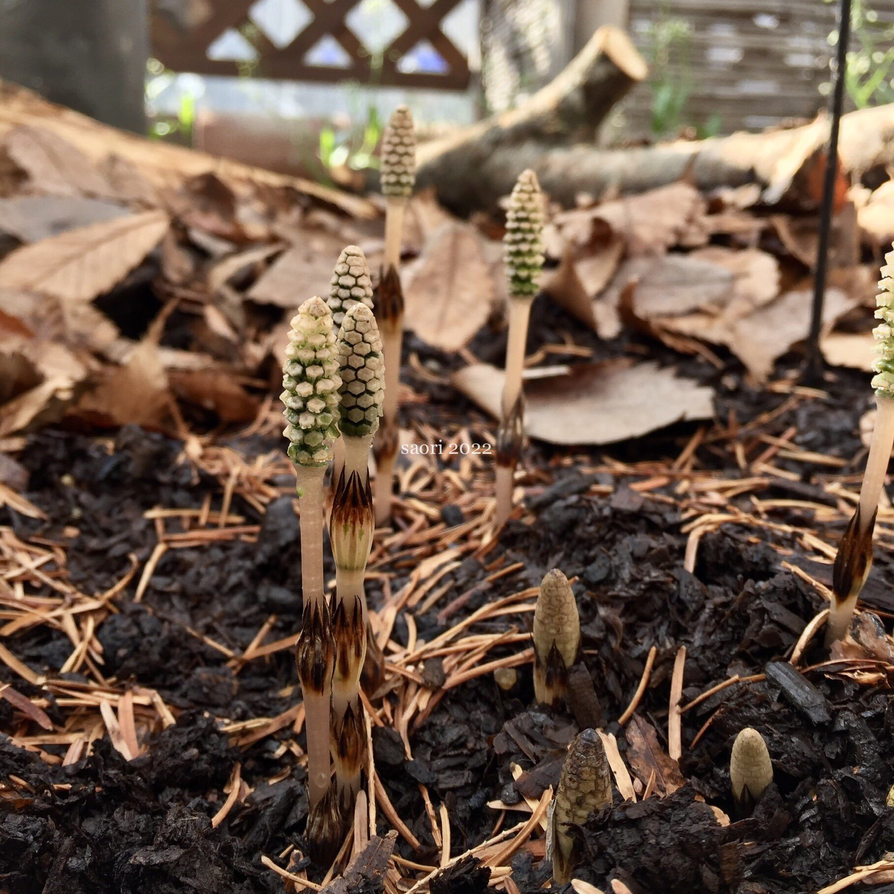紙工芸kotohana 実家地域ではツクシのことはつくしんぼと呼んでいました フキノトウと並んで生えてくるのが待ち遠しい野草でした ツクシの花言葉は 向上心 驚き です 3 6の誕生花です 私的クイリング植物図鑑 22 4 6 17