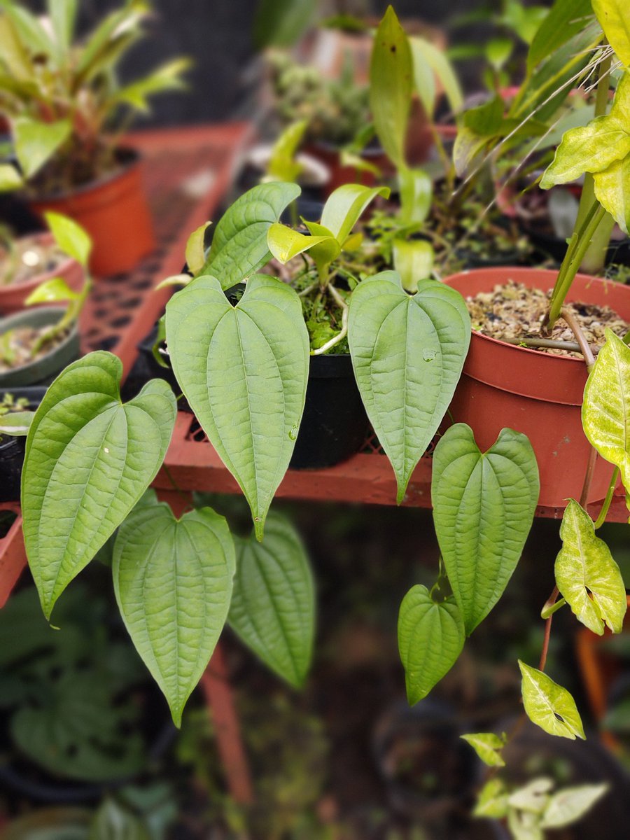 Existen algunas joyas en nuestro país. 

Esta planta es una hermosa discorea que crece de forma natural en algunos lugares de Veracruz, últimamente su extracción ha aumentado muchísimo.

Cuidemosla !