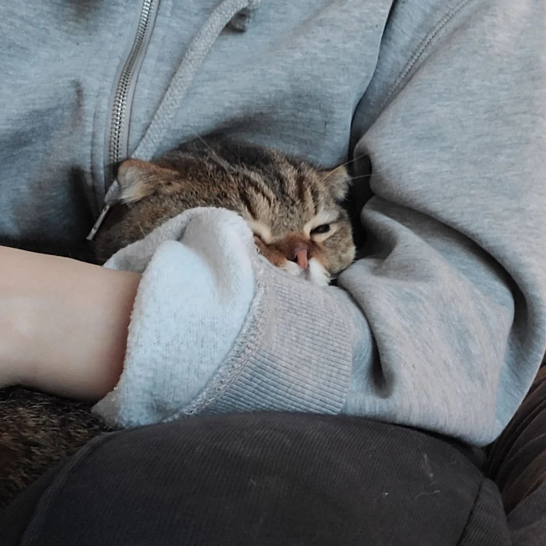 kittisaurus7's tweet photo. 저녁을 먹어야하는데 루루가 자고 있어서 일어날 수가 없어요.
오.. 이렇게 굶어 죽나요?

#루루 #인간방석 #우리둘이따뜻하게
#야옹섬 #크집사 https://t.co/VxL3BMK91r