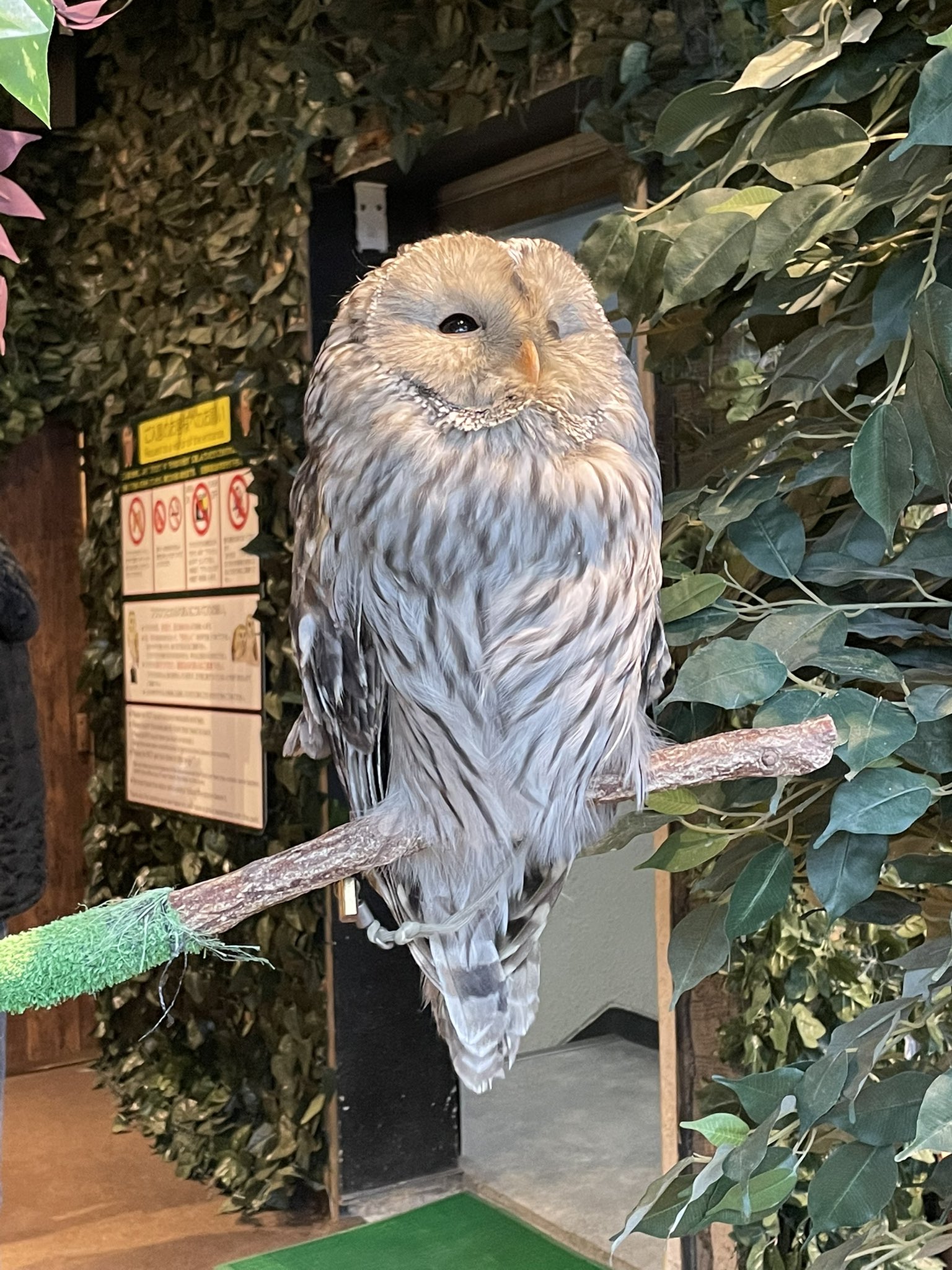 鎌倉乃フクロウの森 Kamakuraowl Twitter