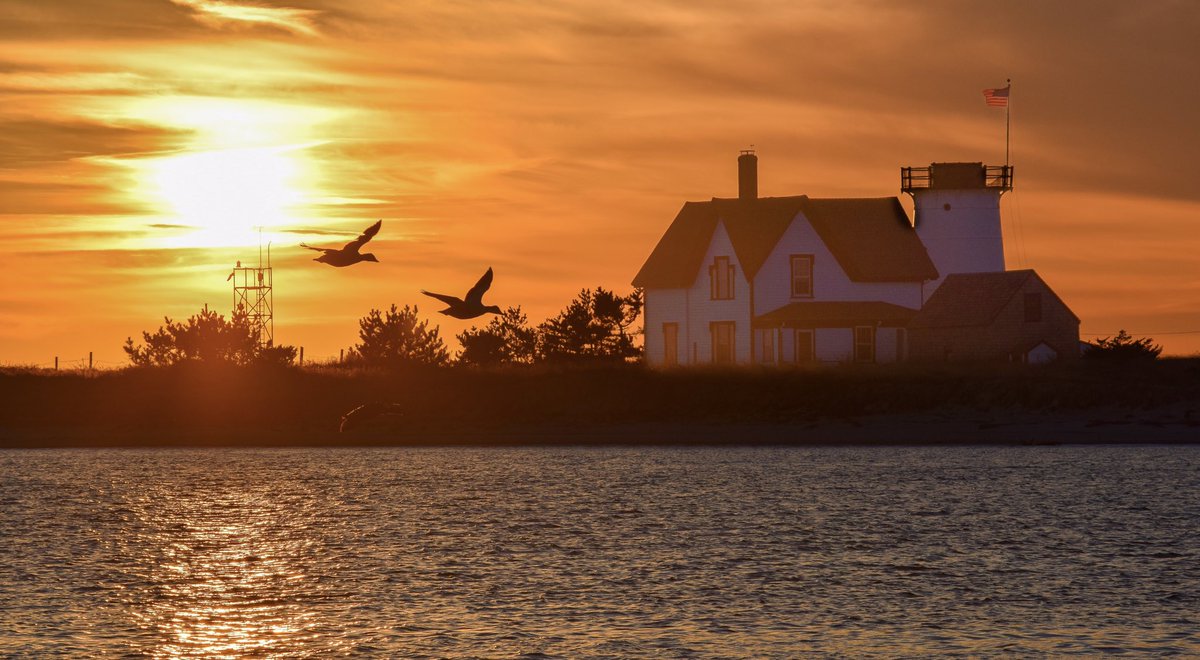 Ducks in golden flight. 
#chatham #chathamma #capecod #lighthouse #stageharbor #stageharborlight #hardingsbeach #sunset #birds #animals #ducks