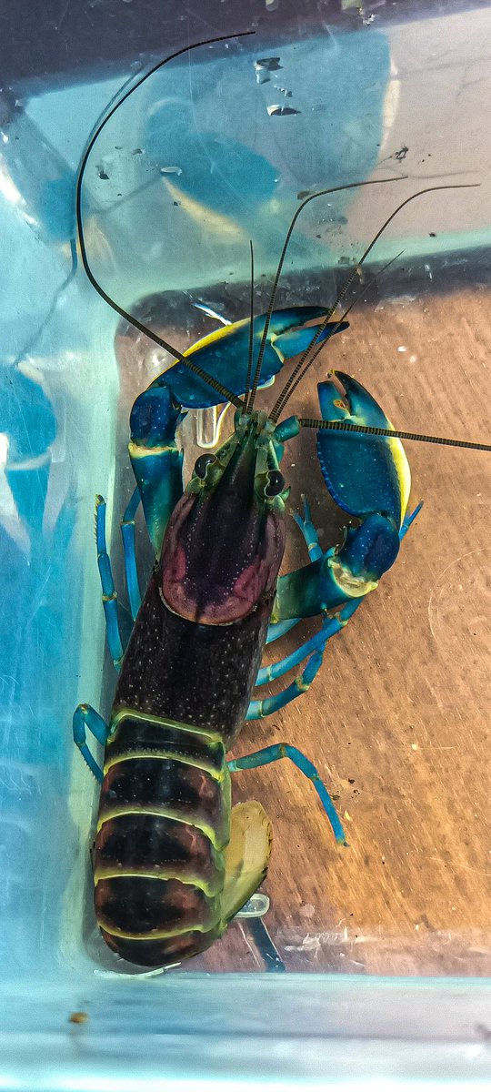 ArrosyiidRidwan's tweet photo. #cherax pulcher https://t.co/7Dw15OZ6bI
