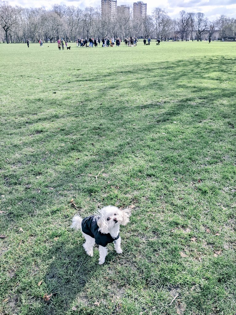 MaltipooYuca's tweet photo. On our way to #MaltipooMayhem / #CavapooChaos in Victoria Park.πΎπΎ
The hair? Perfect. Despite the breeze.
π¨ππ https://t.co/98FIrEKZBi