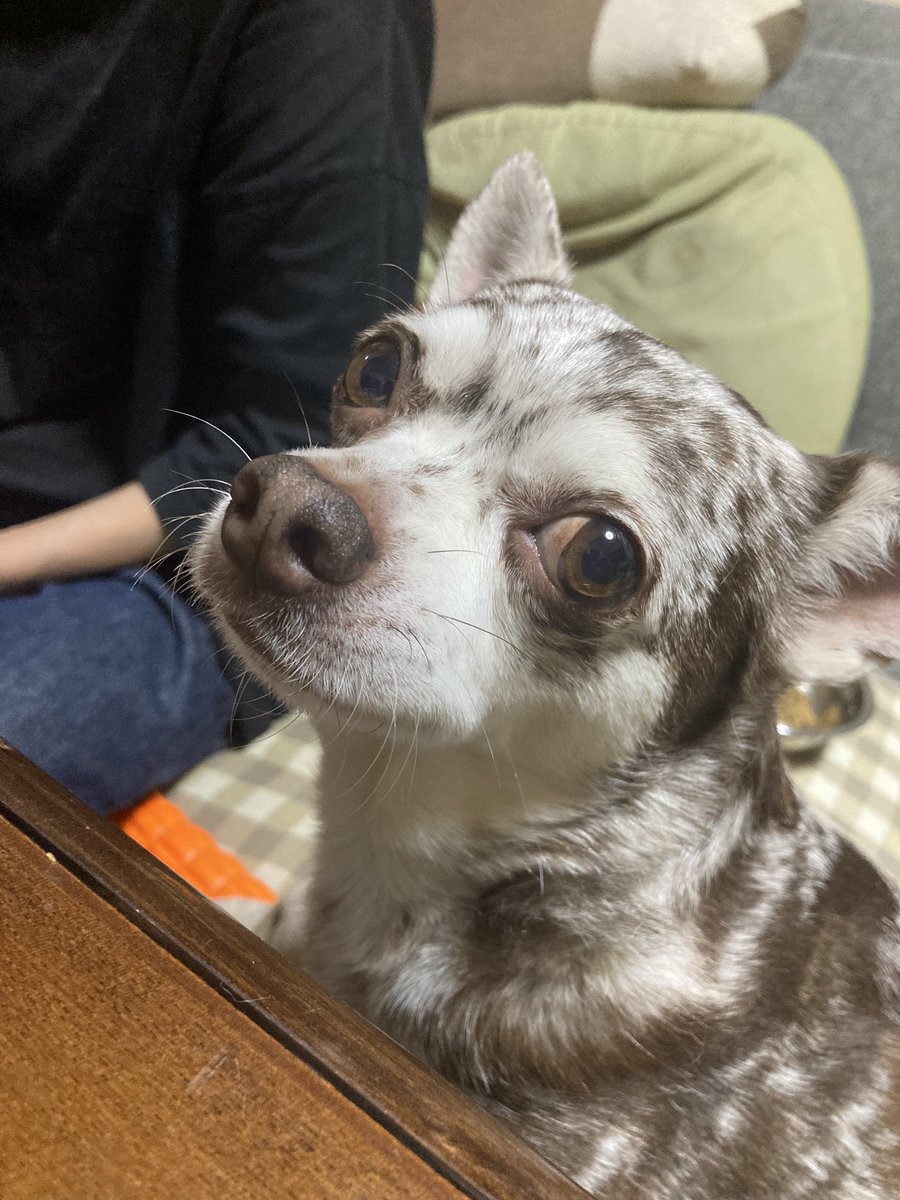 irie_ring's tweet photo. 昨夜23:30頃に愛犬の「アイリー」が天国へ旅立ちました。

最高の相棒で
最高の親友で
最高の兄弟でした

10年間ありがとう。

R.I.P https://t.co/JIjqcnae6R