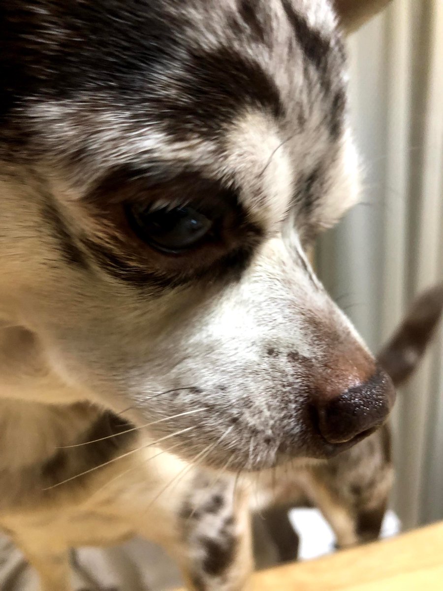 irie_ring's tweet photo. 昨夜23:30頃に愛犬の「アイリー」が天国へ旅立ちました。

最高の相棒で
最高の親友で
最高の兄弟でした

10年間ありがとう。

R.I.P https://t.co/JIjqcnae6R