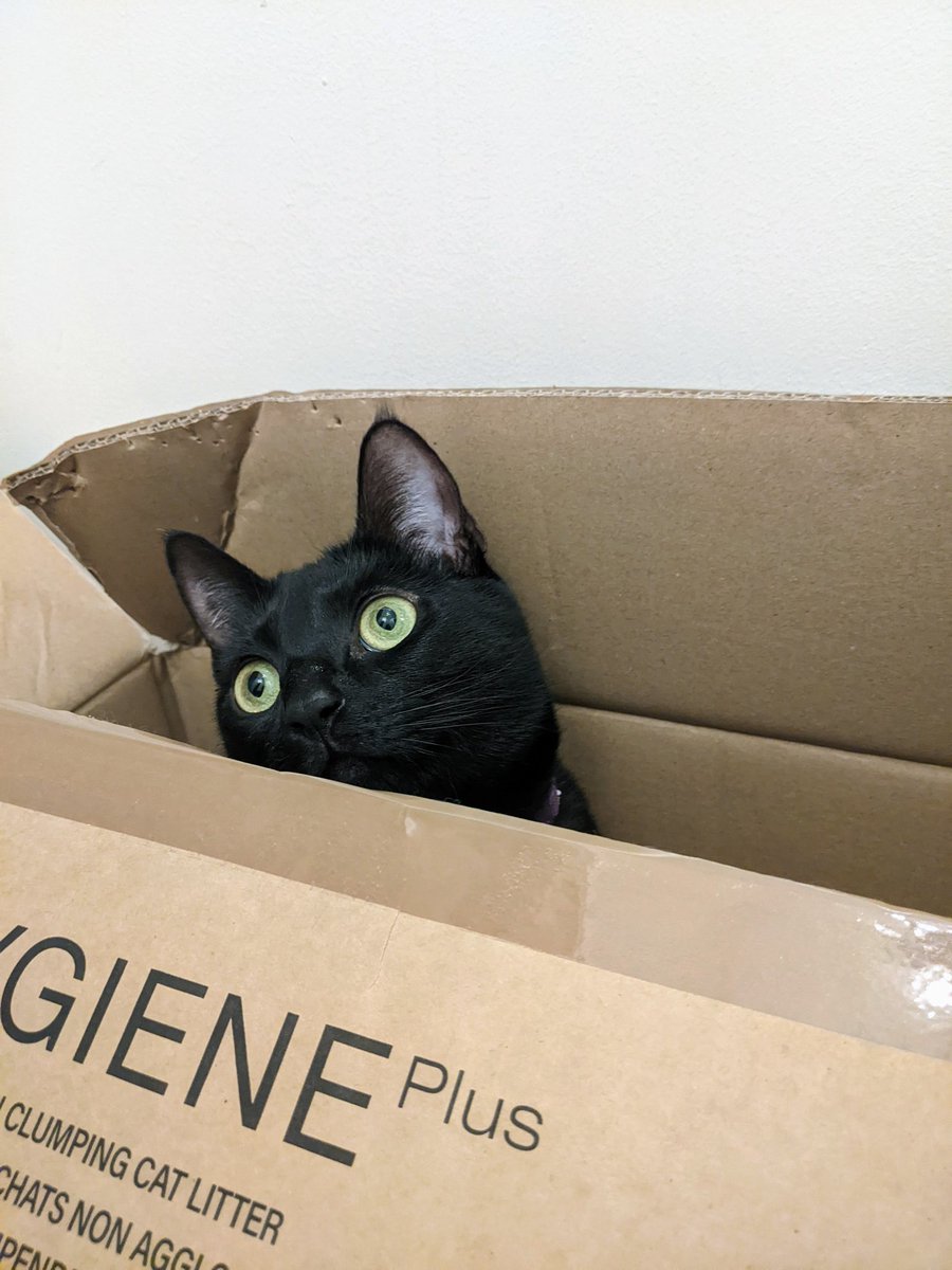 ThequeenThevoi1's tweet photo. Hai Twitter friends! Did I hear that today was #catboxsunday? Well here is a picture of me (the Void) demonstrating how one should be using a box! #BlackCats #CatsOfTwitter #cats #whiskers #sundayvibes #box #PanfurSquad #micropanther https://t.co/SvtuGQjgje