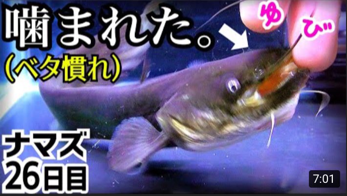 マッスル パワー 真釣ちゃんねる ナマズ 鯰 なまず クリル 乾燥オキアミ ビオトープ 淡水魚飼育 水槽 淡水魚水槽 Maturichannel ベタ慣れのナマズに手でエサをあげたら噛まれました T Co As4e4qsld9 Youtubeより 感想 ナマズが