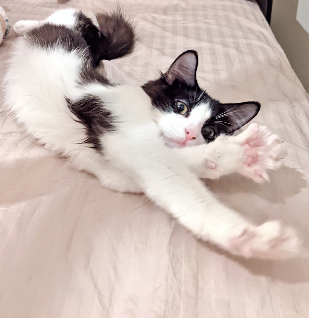 kar0315m's tweet photo. きゅーとぼーい🐈‍⬛ https://t.co/mgjCCEsHnn