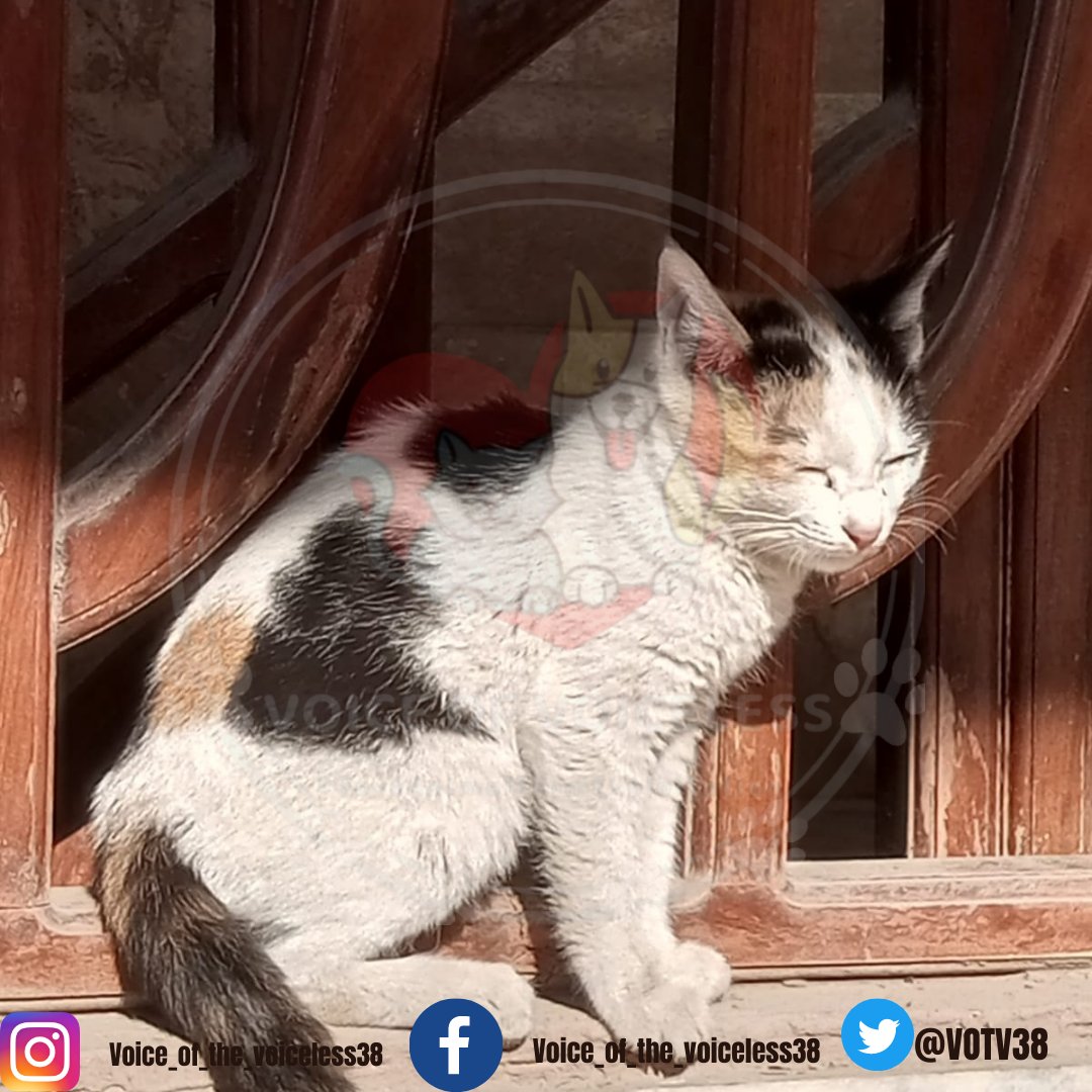 VOTV38's tweet photo. 'The love of all living creatures is the noble attribute of man."
-Charles Darwin.
#VoiceOfTheVoiceless
#HpoeForAnimals
#SaveAnimalsFromExploitation https://t.co/ZbwQDkOPK9