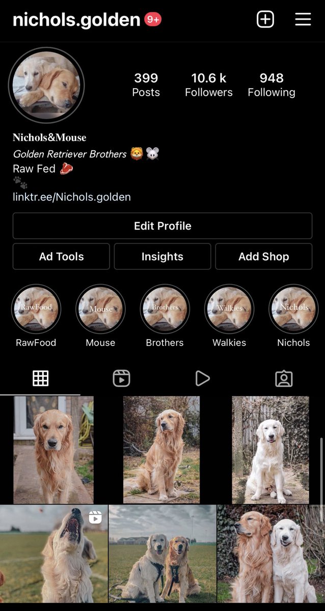 If you have an insta ~ give us a follow 😊 🦁 🐭 ♥️… Instagram.com/Nichols.golden