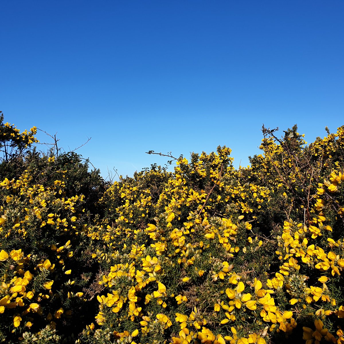 oldestwinger's tweet photo. The gorgeous blue and yellow on my walk today made me think of those people in Ukraine who will not be thinking 'what a wonderful world' right now... https://t.co/CG8rzJ3cnL
