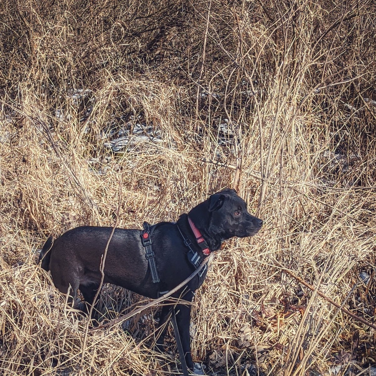 DogAdventuresIL's tweet photo. I is prairie dog.  😂 #twitterdogcommunity #dogsoftwitter #Illinois #adventure https://t.co/T32a8QVPxZ