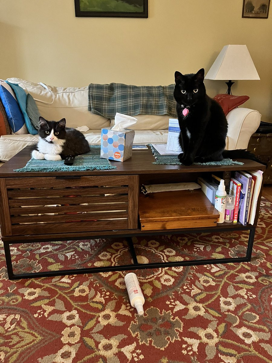 katzablot's tweet photo. The game continues: every Sunday, they play a game where they knock things off the coffee table and then look at me until I pick it up so they can do it again. #amIthejerk? https://t.co/mArYEPSuhC