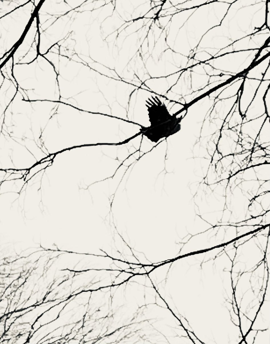 kristinhersh's tweet image. morning xo