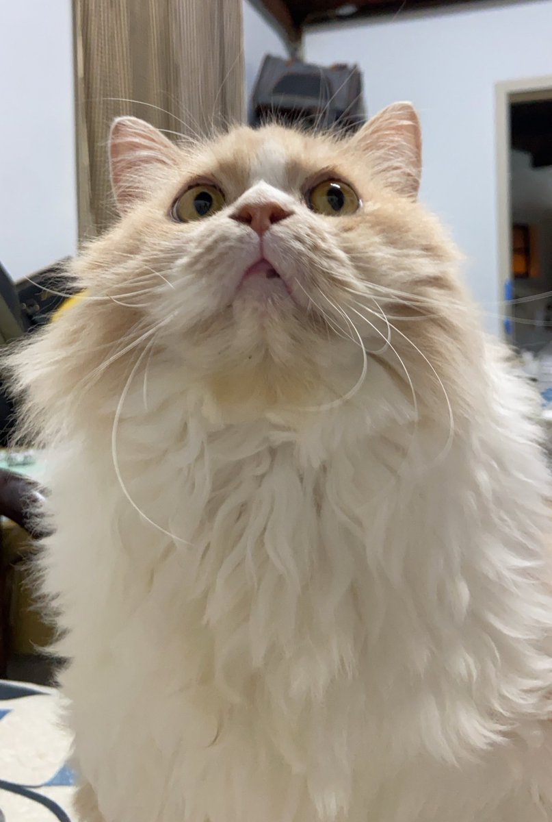 fang79718's tweet photo. 到底有什麼好看的？
#cat #曼赤肯 #短腿貓 #波斯貓 #長毛貓 https://t.co/n3UsLwjw8q