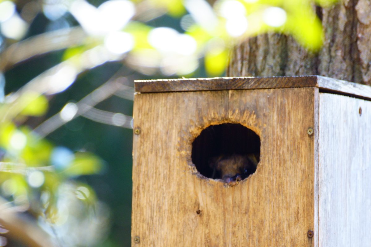 8kumoran's tweet photo. 入眠
#flyingsquirrel #giantflyingsquirrel #ムササビ #ホオジロムササビ https://t.co/2C8V26S9RW