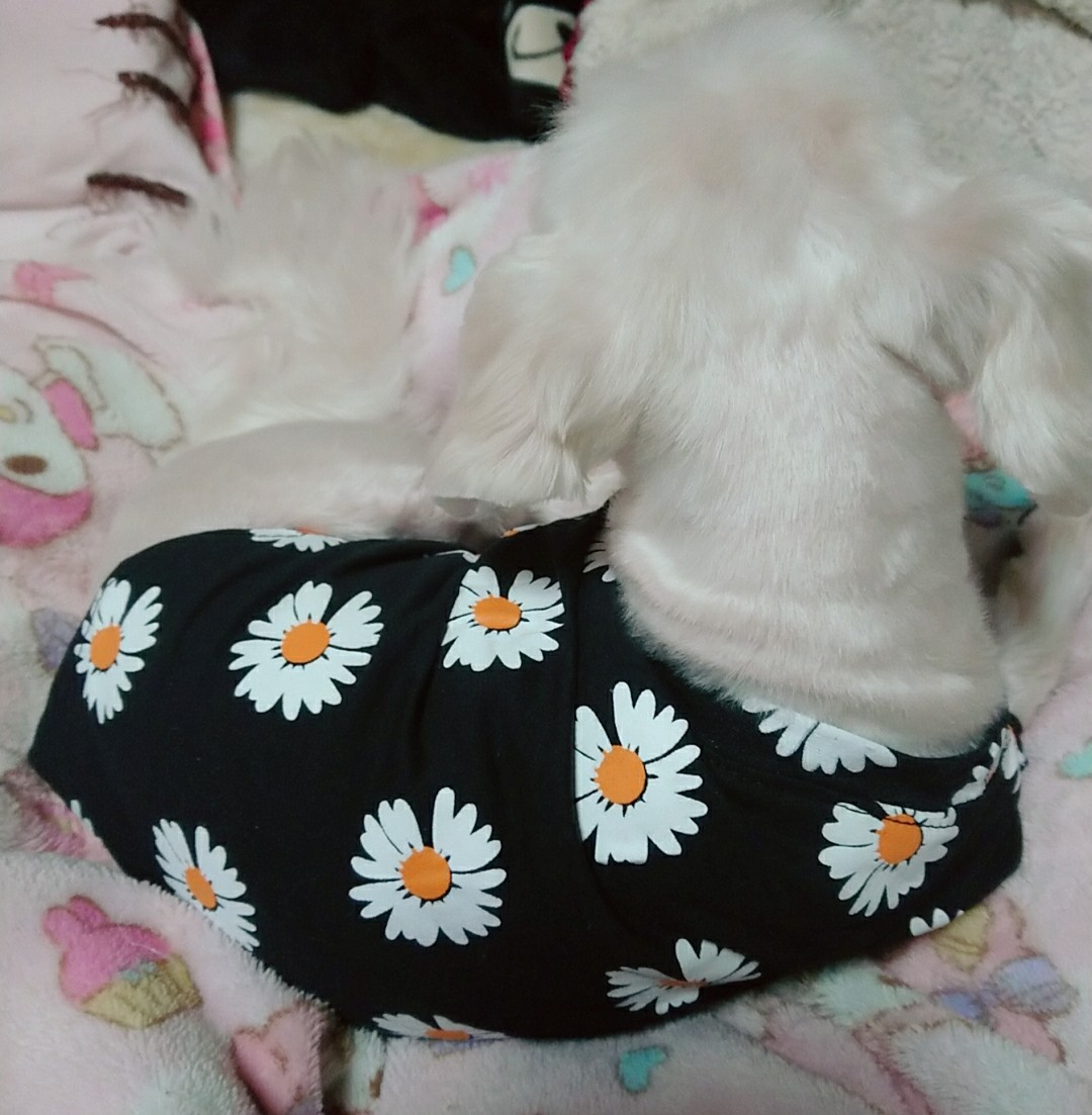 momopi_tonnti's tweet photo. #12PET
暫く前に当選したお洋服届いてたからお着替えしたけども、モコ様今日は撮られる気分では無いらしい😢 https://t.co/XuW3fYhELj