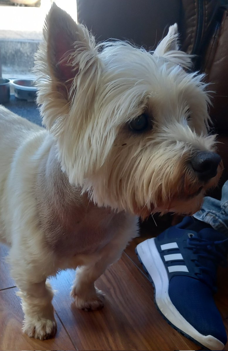 dear_noly's tweet image. Loki had his stitches removed today, he's been such a trooper. 
We still have his previous bills to pay off :(.
All commissions are open including emotes 
Or if  you'd like to donate
Ko-fi.com/robbienate 
Or drop a DM for a commission
#commissionsopen #vetbill #helpinghand