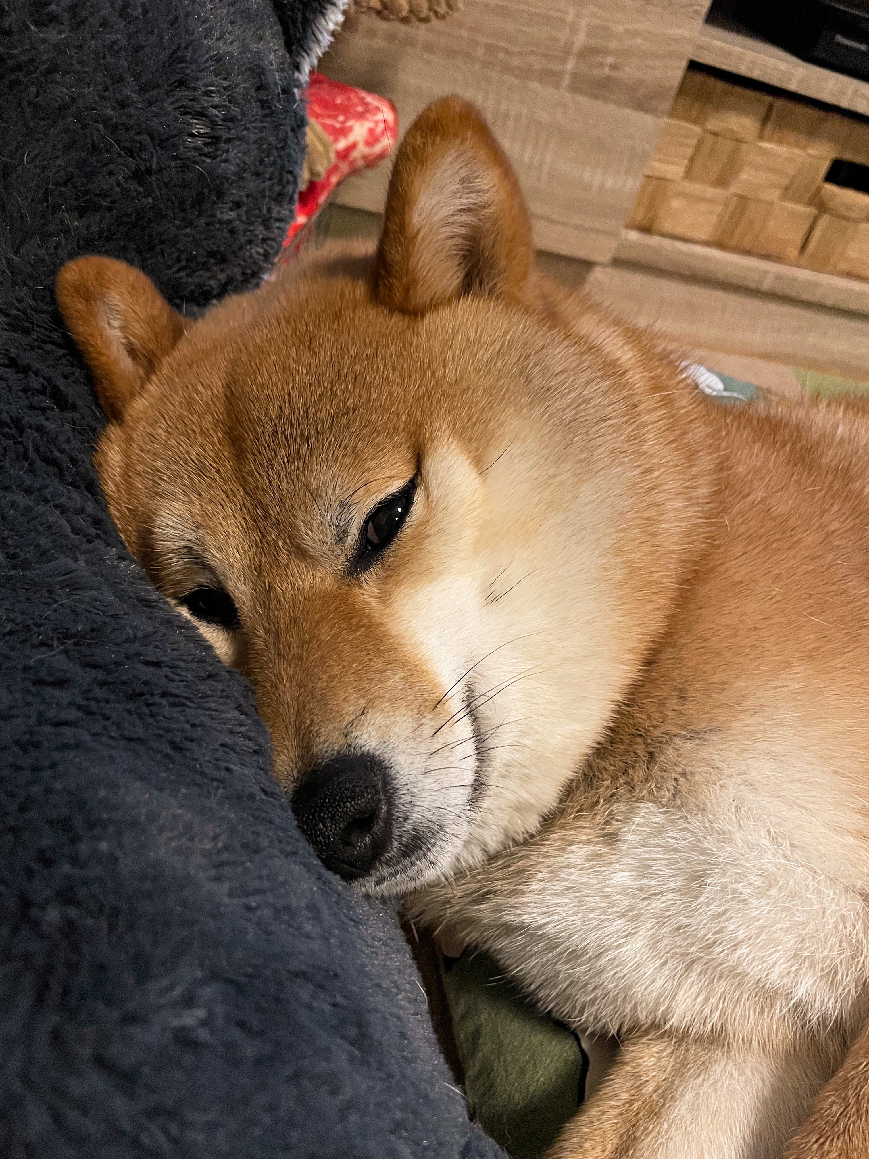 تويتر 柴犬かぼす على تويتر あご肉別犬 柴犬 Shiba Shibainu かぼすさん もふもふ あご肉 T Co Cklqlz0mmm