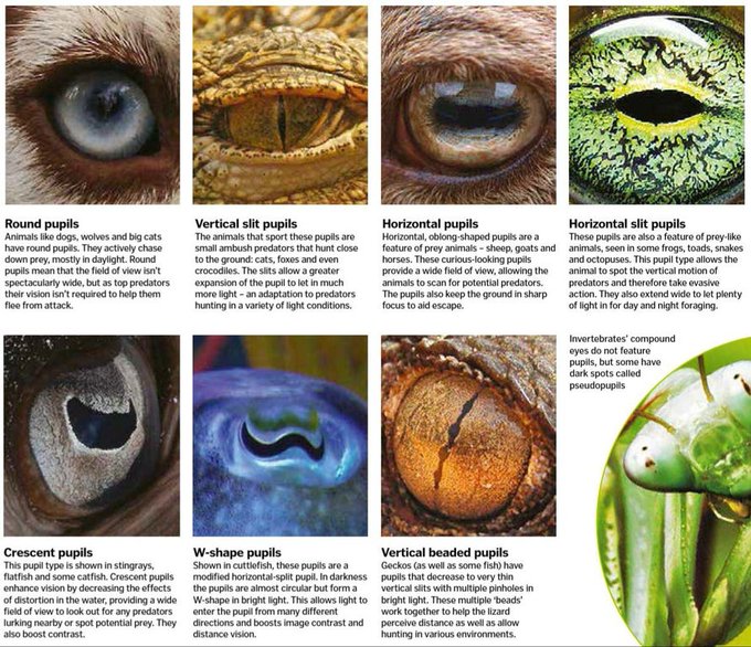 Rainmaker1973's tweet photo. It’s a question that has long interested scientists working on vision and optics. This is why animals’ pupils come in different shapes and sizes [read more: https://t.co/EySLzmWvqp] https://t.co/GFO88hJkSz