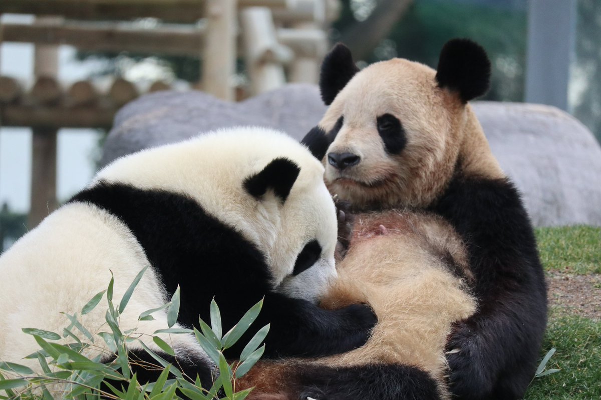 🤱あゆん🤱 tweet media